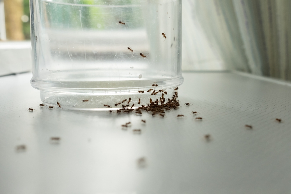 Why Do Ants Keep Coming Back? A Homeowner’s Guide to Ant Control in Sumner County, TN