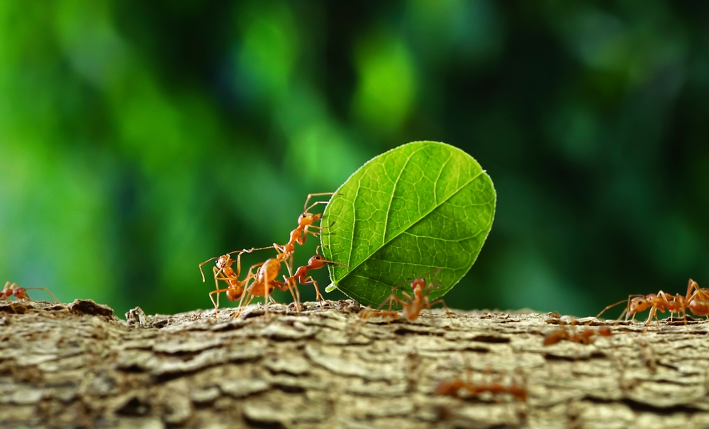 The Most Common Household Pests in Sumner County (And How to Stop Them)
