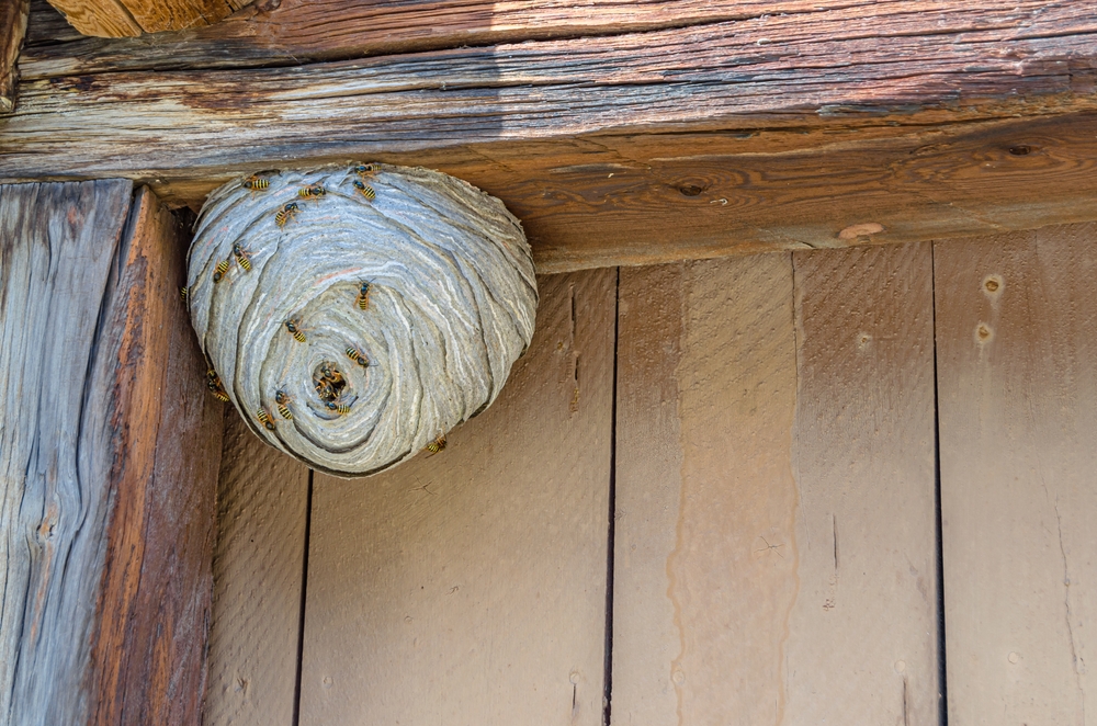 Wasps Around Your Home? Here’s What You Should Do