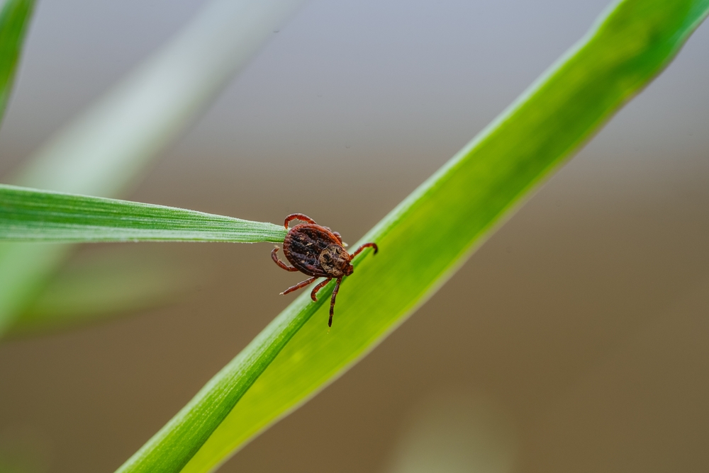 Ticks in Sumner County, TN: What Every Homeowner Needs to Know