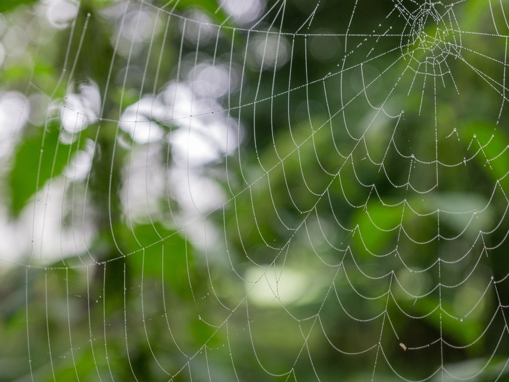 Why Are There So Many Spiders Around My Home?